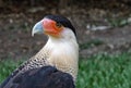 Caracara Plancus Hawk