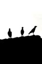 Caracara plancus on the roof, birds silhouette