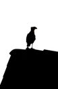 Caracara plancus on the roof, birds silhouette