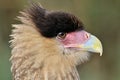 Caracara Royalty Free Stock Photo