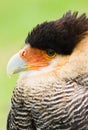 Caracara in side angle view