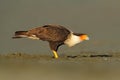 Caracara, sitting on sand beach, Corcovado NP, Costa Rica. Southern Caracara plancus, in morning light. Bird of prey eating turtle Royalty Free Stock Photo