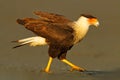 Caracara, sitting on sand beach, Corcovado NP, Costa Rica. Southern Caracara plancus, in morning light. Bird of prey eating turtle Royalty Free Stock Photo