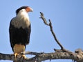 The Caracara Royalty Free Stock Photo