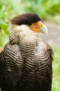 Caracara - vertical image Royalty Free Stock Photo