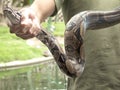 Reptile show displaying a Boa constrictor snake