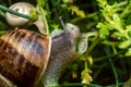 Caracol Animal naturaleza