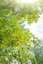 Caragana arborescens - deciduous shrub. Blooming yellow flowers Royalty Free Stock Photo