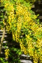 Caragana arborescens Royalty Free Stock Photo