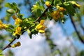 Caragana arborescens Siberian peashrub, Siberian pea-tree, caragana blossom on blue sky background, close up twig with flowers Royalty Free Stock Photo