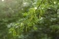 Caragana arborescens, Siberian shrub, Siberian pea or caragana. Close-up of a branch of yellow acacia in the park, shrub with gree Royalty Free Stock Photo