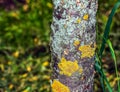 Caragana arborescens, the Weeping Siberian Pea Tree tree trunk. Texture. Background Royalty Free Stock Photo