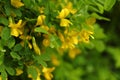 Caragana arborescens yellow acacia,floral background.