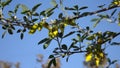 Caragana arborescens, or Yellow acacia flowers Royalty Free Stock Photo