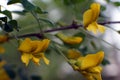 Caragana arborescens, yellow acacia flowers marco photography Royalty Free Stock Photo