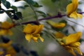 Caragana arborescens, yellow acacia flowers marco photography Royalty Free Stock Photo