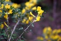 Caragana arborescens, yellow acacia flowers marco photography Royalty Free Stock Photo