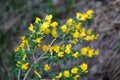 Caragana arborescens, yellow acacia flowers marco photography Royalty Free Stock Photo