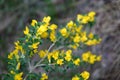 Caragana arborescens, yellow acacia flowers marco photography Royalty Free Stock Photo
