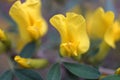 Caragana arborescens, yellow acacia flowers marco photography Royalty Free Stock Photo