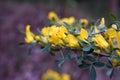 Caragana arborescens, yellow acacia flowers marco photography Royalty Free Stock Photo