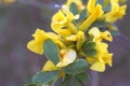 Caragana arborescens, yellow acacia flowers marco photography Royalty Free Stock Photo