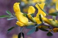 Caragana arborescens, yellow acacia flowers marco photography Royalty Free Stock Photo