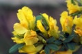 Caragana arborescens, yellow acacia flowers marco photography Royalty Free Stock Photo