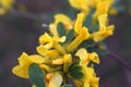 Caragana arborescens, yellow acacia flowers marco photography Royalty Free Stock Photo