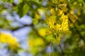 Caragana arborescens or Yellow Acacia, flowers on a tree branch, natural summer background Royalty Free Stock Photo