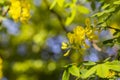 Caragana arborescens or Yellow Acacia, flowers on a tree branch, natural summer background Royalty Free Stock Photo