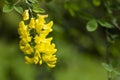 Caragana arborescens or Yellow Acacia, flowers on a tree branch, natural summer background Royalty Free Stock Photo