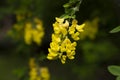 Caragana arborescens or Yellow Acacia, flowers on a tree branch, natural summer background Royalty Free Stock Photo