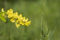 Caragana arborescens or Yellow Acacia, flowers on a tree branch, natural summer background Royalty Free Stock Photo