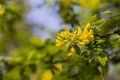 Caragana arborescens or Yellow Acacia, flowers on a tree branch, natural summer background Royalty Free Stock Photo