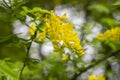 Caragana arborescens or Yellow Acacia, flowers on a tree branch, natural summer background Royalty Free Stock Photo