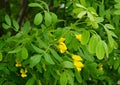 Caragana  flowers and leaves Royalty Free Stock Photo