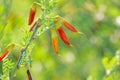 Caragana korshinskii fruits Royalty Free Stock Photo