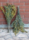 Caragana shrub with even pinnate leaves with small leaflets and with small yellow flowers Royalty Free Stock Photo