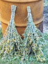 Caragana shrub with even pinnate leaves with small leaflets and with small yellow flowers.In Russia, it is used for street brooms Royalty Free Stock Photo