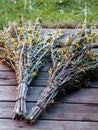 Caragana shrub with even pinnate leaves with small leaflets and with small yellow flowers Royalty Free Stock Photo