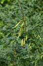 Caragana Tree, Yellow Acacia, Caragana Arborescens Royalty Free Stock Photo