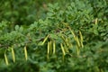 Caragana Tree, Yellow Acacia, Caragana Arborescens Royalty Free Stock Photo