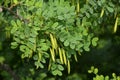 Caragana Tree, Yellow Acacia, Caragana Arborescens Royalty Free Stock Photo