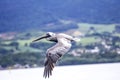 Caraibes and atlantic tropical sea, guadeloupe and martinique island