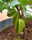 Carambola, also known as star fruit or kabaranka fruit