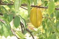 Carambola also known as star fruit on tree in farm