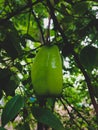 Carambola fruit or Star fruits Royalty Free Stock Photo