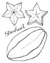 Carambola fruit or starfruit. Hand drawn cartoon fruits. Doodle drawing.