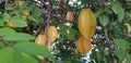 Carambola Fruit on the Tree